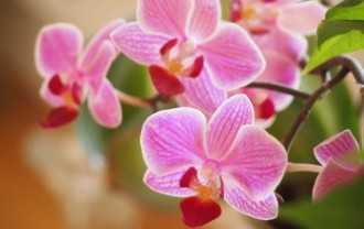 orchids-1910028_640