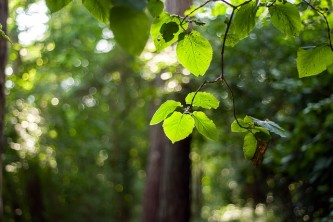 forest-2048309_640