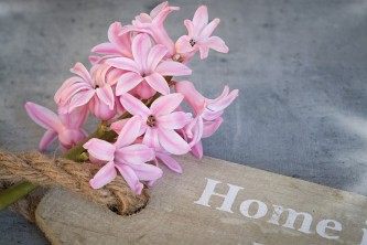 hyacinth-1403159_640