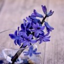 hyacinth-772059_640