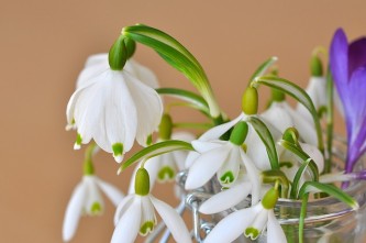 lily-of-the-valley-679767_640
