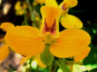 orchid-221544_640