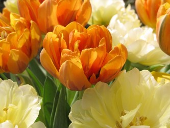 tulip-955265_640