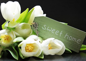 tulips-2091616_640