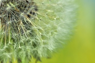 dandelion-2139268_640
