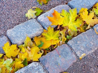 leaves-219150_640