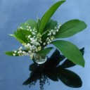 lily-of-the-valley-2012817_640