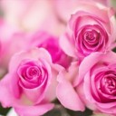 pink-roses-2191631_640