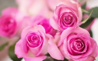 pink-roses-2191631_640