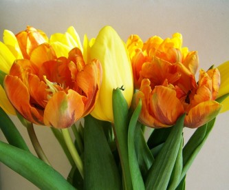 tulip-bouquet-2006029_640