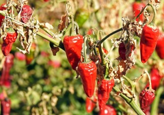 chilli-2185651_640