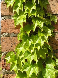 ivy-growing-1825447_640