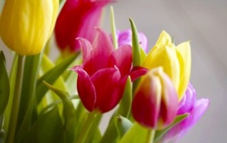 tulips-2161714_640