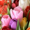 tulips-2091412_640