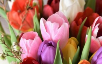 tulips-2091412_640