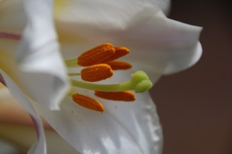 lily-2464822_640