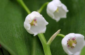 lily-of-the-valley-1415809_640