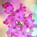 hyacinth-743171_640