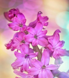 hyacinth-743171_640