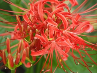 spider-lily-944600_640