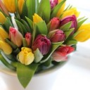 tulip-2340441_640