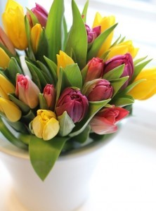tulip-2340441_640