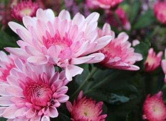 chrysanthemum-2906367_640
