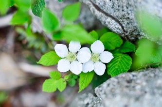 plant-2309632_640