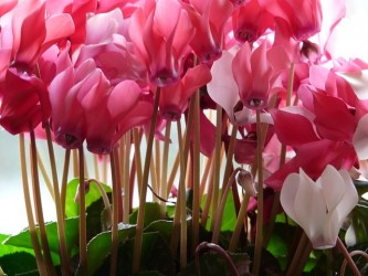 cyclamen-11290_640