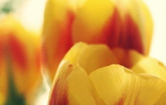 tulips-1154540_640