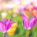 tulips-2201521_640