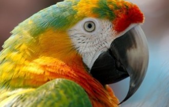 macaw-943228_640