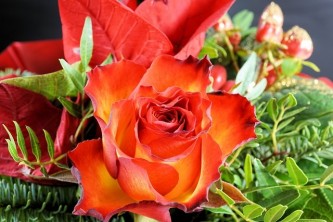 rose-3028519_640