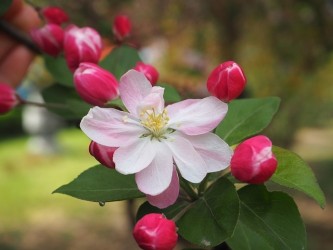 begonia-flower-1708935_640