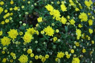 nature-3089638_640