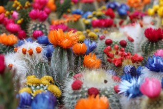 cactus-2721269_640