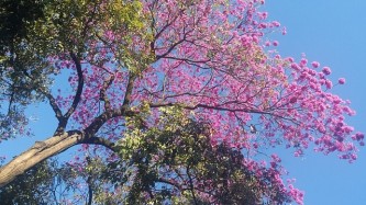 ipe-rosa-1051244_640