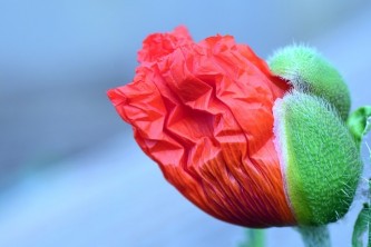 poppy-2344244_640