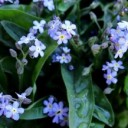 forget-me-not-3307190_640