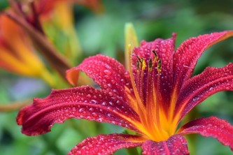lily-3495722_640
