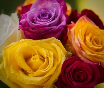 roses-3680319_640