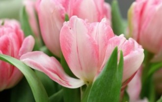 tulips-4035018_640