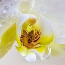 orchid-4920533_640
