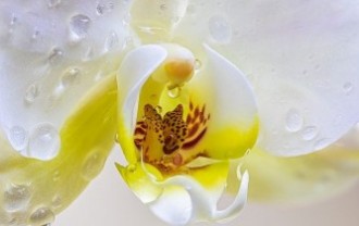orchid-4920533_640