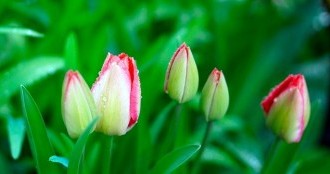 tulips-4954811_640
