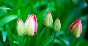 tulips-4954811_640