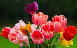 tulips-5361990_640