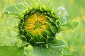 sunflower-3536155_640