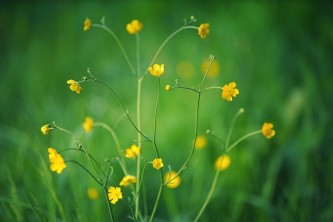 yellow-flowers-g6eb88003a_640