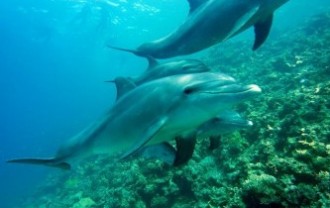 dolphins-gef21ca6da_640